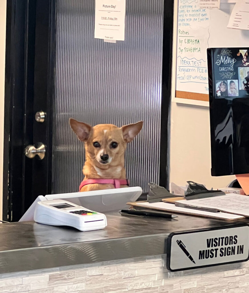 A small dog sitting at the reception desk at Metropolitan Veterinary Hospital.