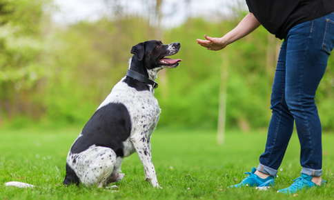 An owner working on training a black and white dog.