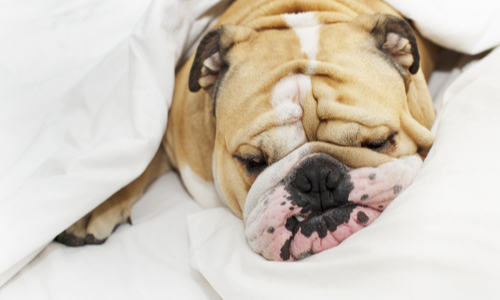 A bulldog lying under a blanket.