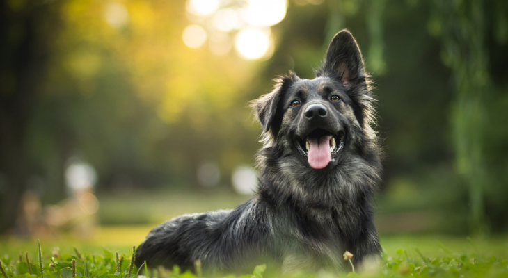 A dog lying outside in the grass with one ear up and one ear down.