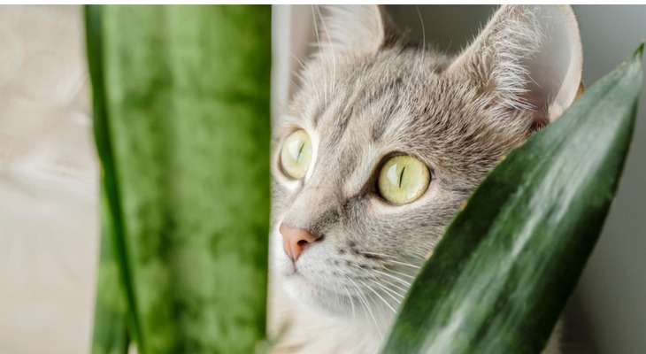 A cat peaking through a snake plant