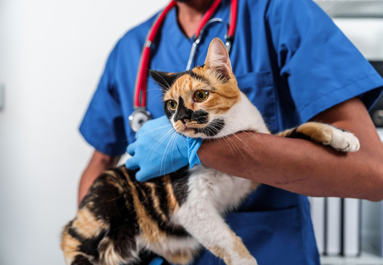 A vet holding onto a calico cat