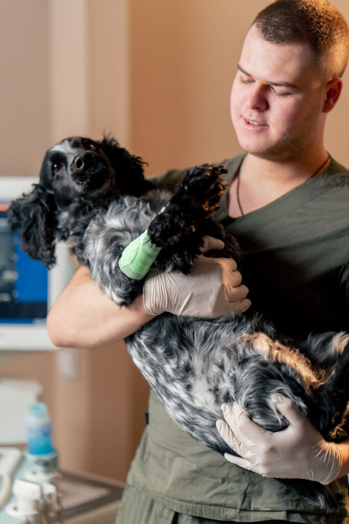 A vet holding a small dog that has a green wrap around its leg