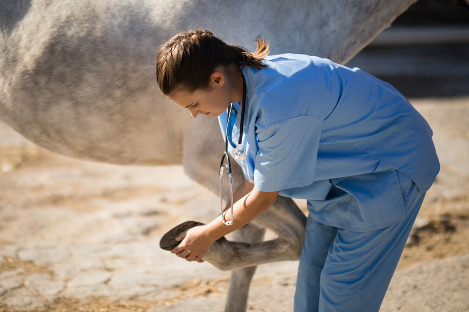 A vet examining a horse's hoof