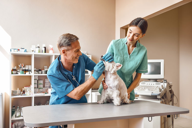 Two vets examine a small white dog