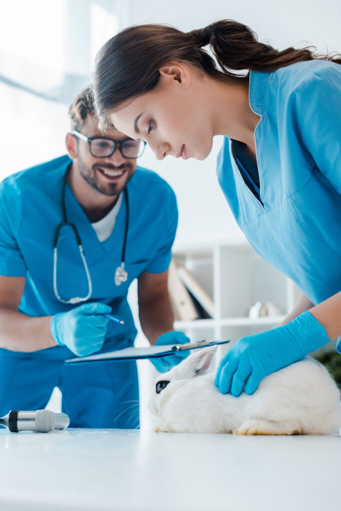 Two vets examining a small white bunny