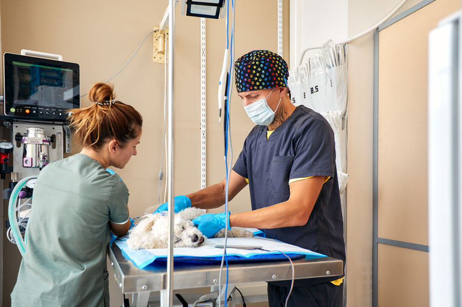 Two vets preparing a small dog for surgery